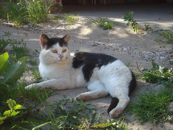 Blanding af racer Dimon Junior R.I.P. Soulmate<3 billede 11