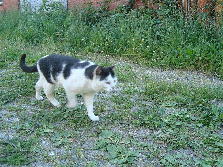 Blanding af racer Dimon Junior R.I.P. Soulmate<3 billede 12