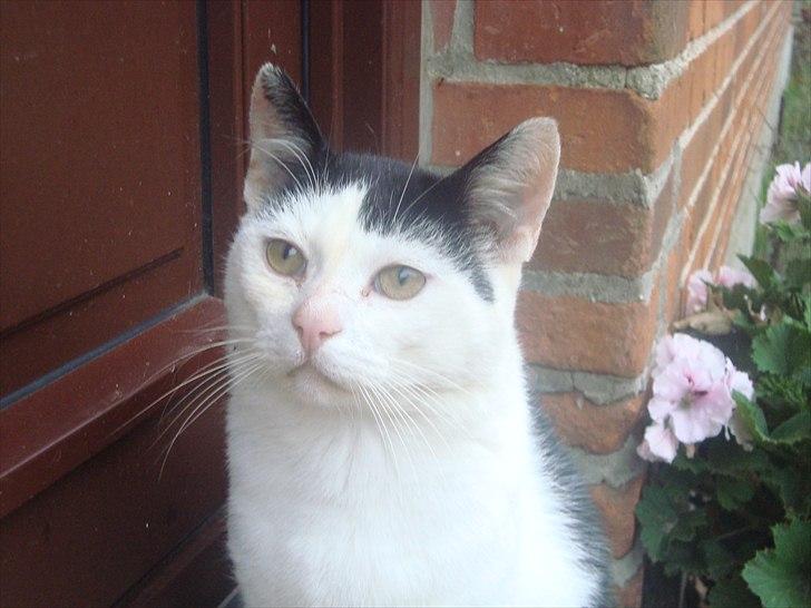 Blanding af racer Dimon Junior R.I.P. Soulmate<3 billede 14