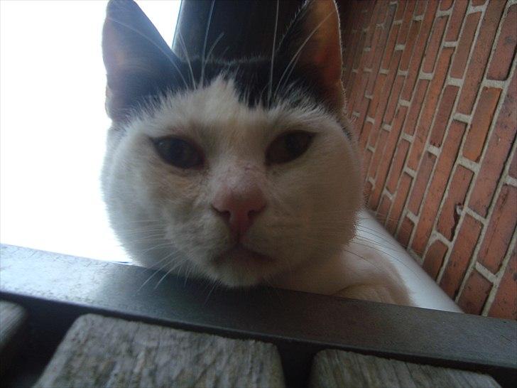 Blanding af racer Dimon Junior R.I.P. Soulmate<3 billede 15