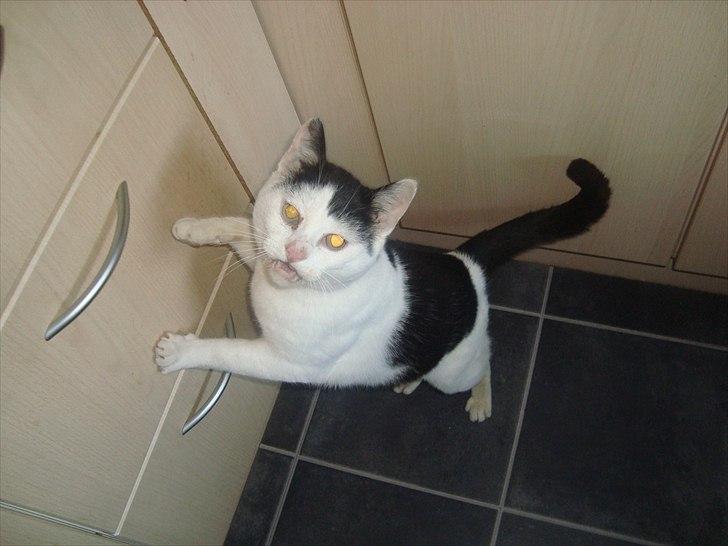 Blanding af racer Dimon Junior R.I.P. Soulmate<3 - så kom dog med det mad! billede 16