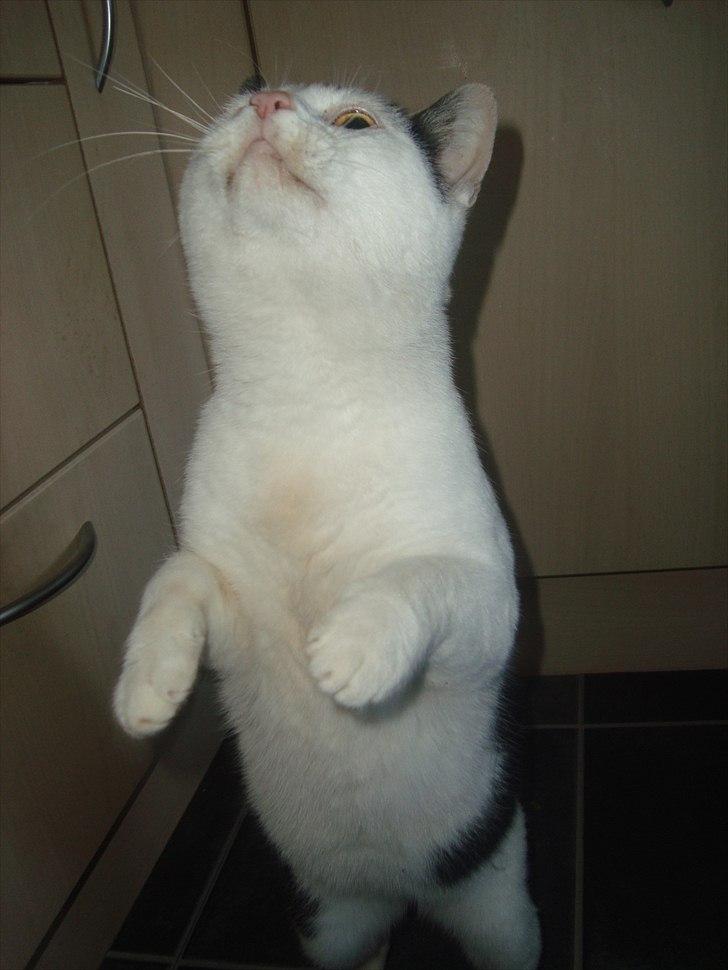 Blanding af racer Dimon Junior R.I.P. Soulmate<3 - Tricket billede 17