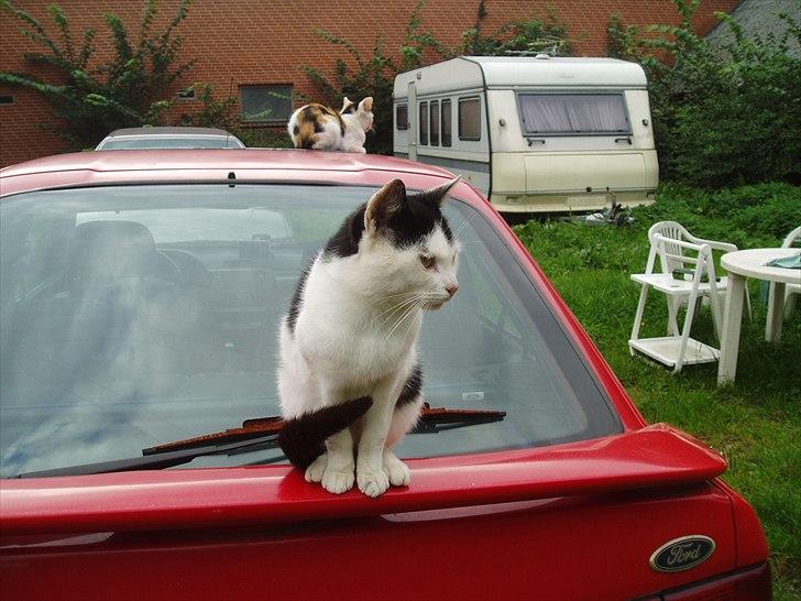 Blanding af racer Dimon Junior R.I.P. Soulmate<3 - på fars bil.. han ville slå dig ihjæl hvis han så det..  billede 18