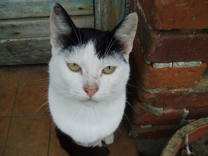 Blanding af racer Dimon Junior R.I.P. Soulmate<3 billede 19