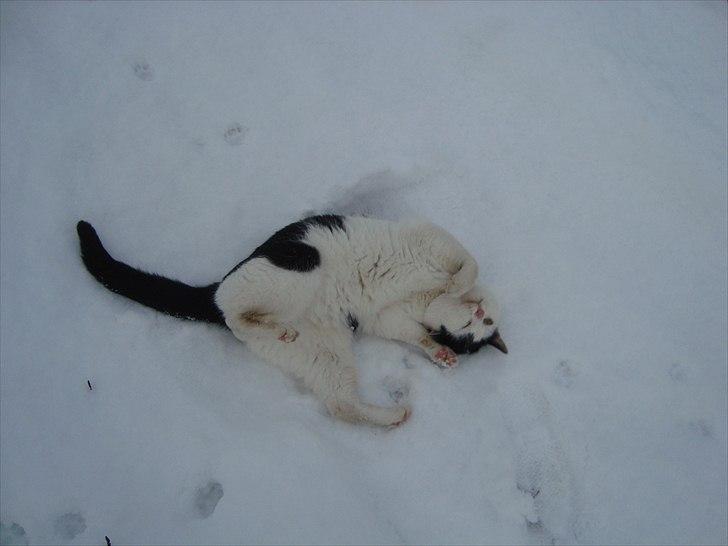 Blanding af racer Dimon Junior R.I.P. Soulmate<3 - kælen i sneen :D billede 20