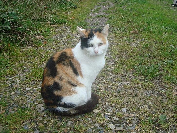 Huskat Bullerfniz R.I.P. billede 1