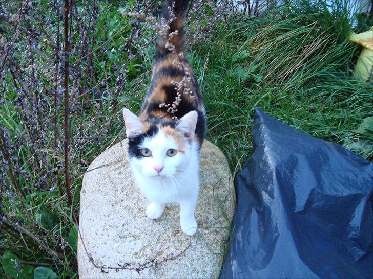 Huskat Bullerfniz R.I.P. - som stor killing billede 2