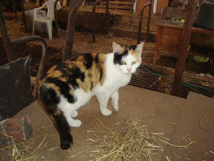 Huskat Bullerfniz R.I.P. billede 3