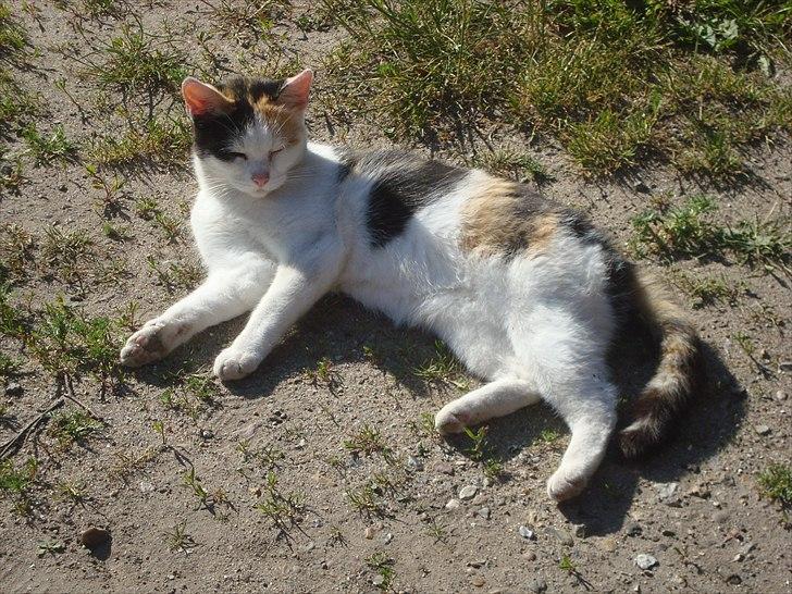 Huskat Bullerfniz R.I.P. billede 4