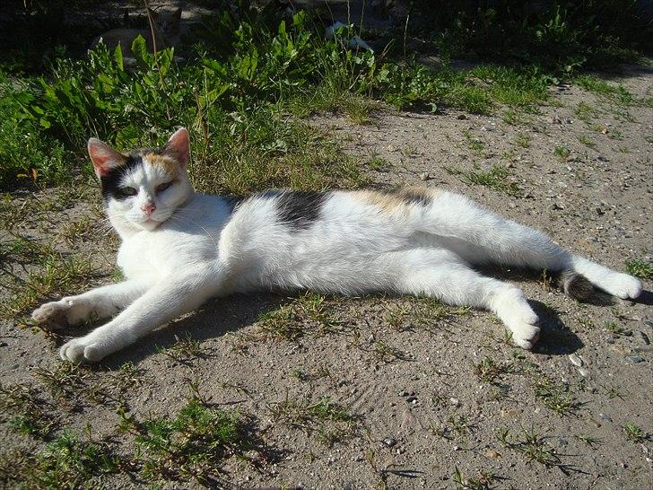 Huskat Bullerfniz R.I.P. billede 5