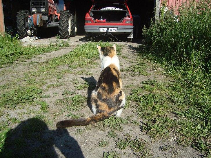 Huskat Bullerfniz R.I.P. billede 6