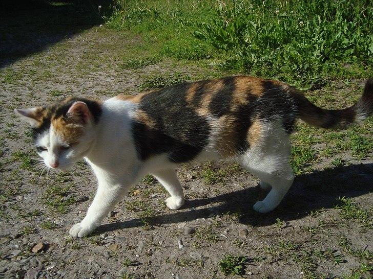 Huskat Bullerfniz R.I.P. billede 7