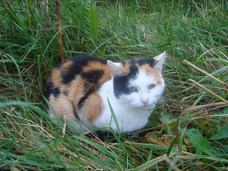 Huskat Bullerfniz R.I.P. billede 8