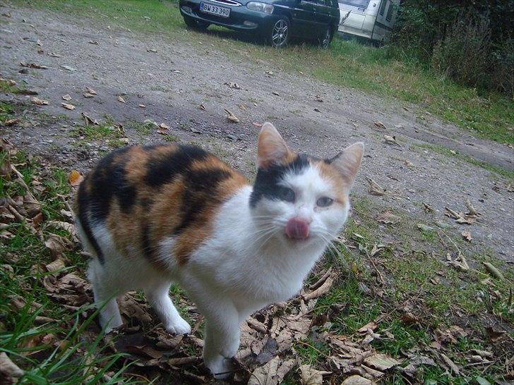 Huskat Bullerfniz R.I.P. billede 9