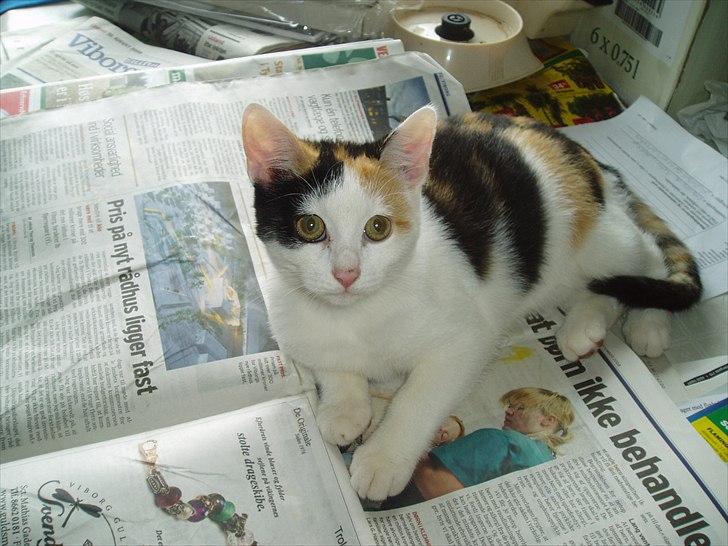 Huskat Bullerfniz R.I.P. - på køkkenbordet billede 10