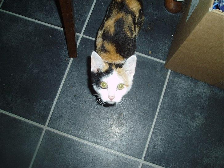 Huskat Bullerfniz R.I.P. - som halv stor killing :) billede 11