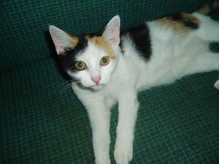 Huskat Bullerfniz R.I.P. billede 12