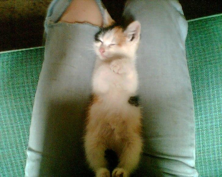 Huskat Bullerfniz R.I.P. - som killing billede 13