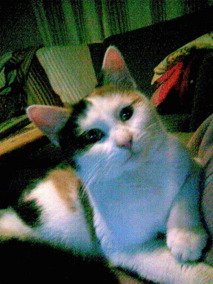 Huskat Bullerfniz R.I.P. billede 14