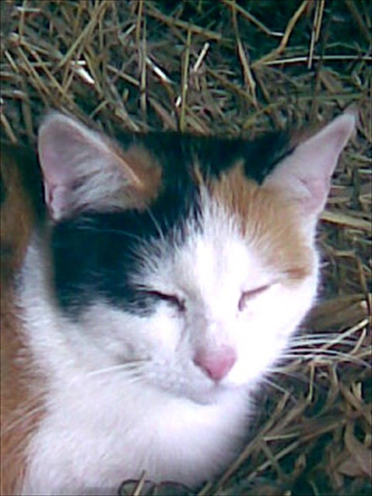 Huskat Bullerfniz R.I.P. billede 15