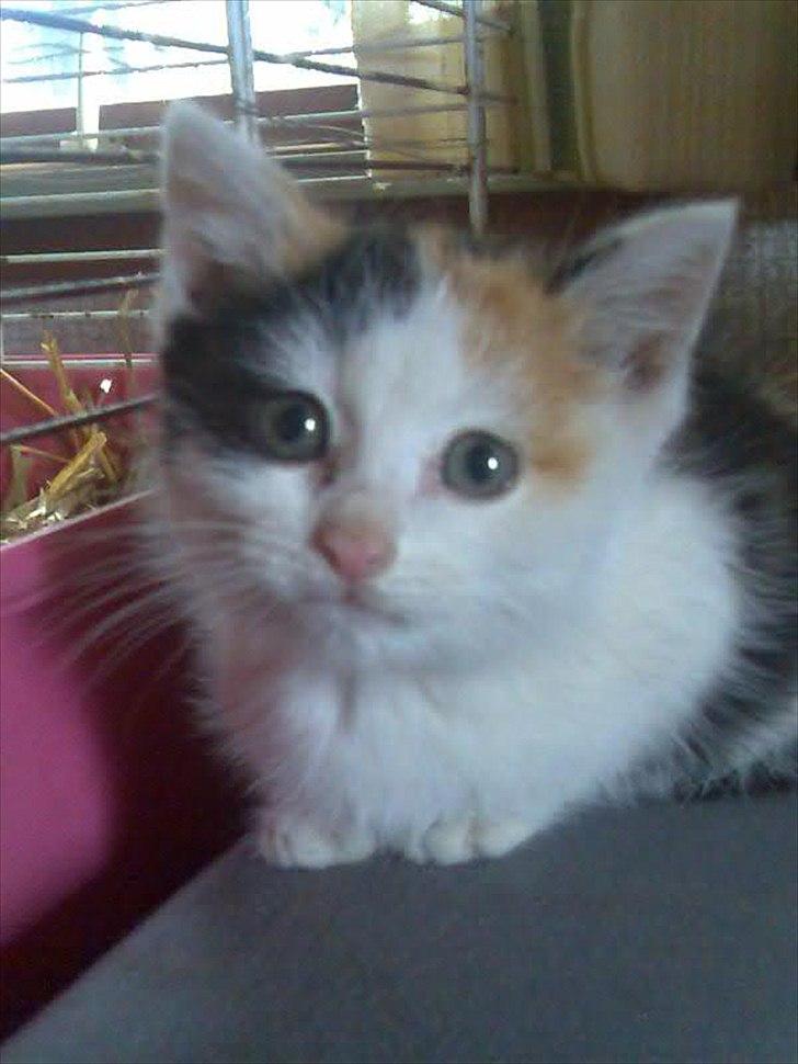 Huskat Bullerfniz R.I.P. - som killing billede 16