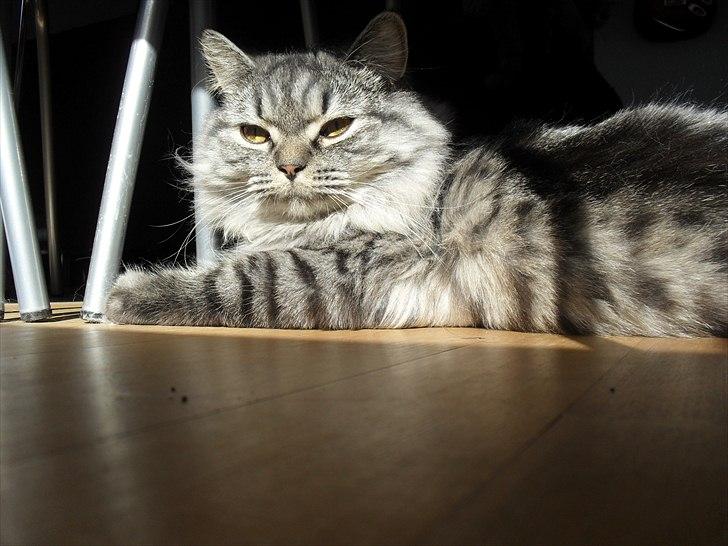 British Shorthair Bamse billede 10