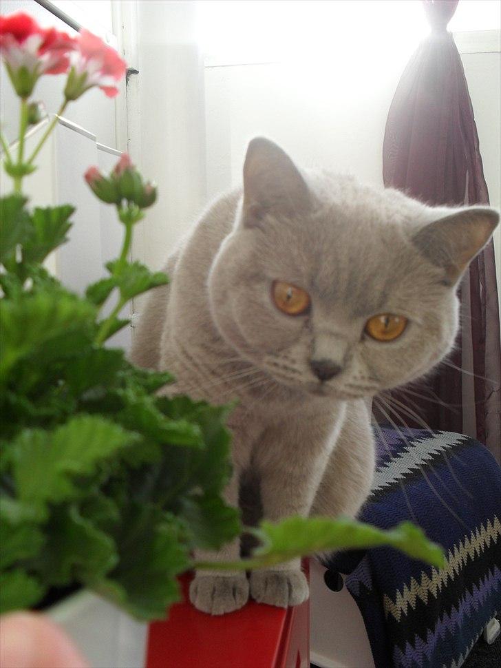 British Shorthair Wilfrida billede 15