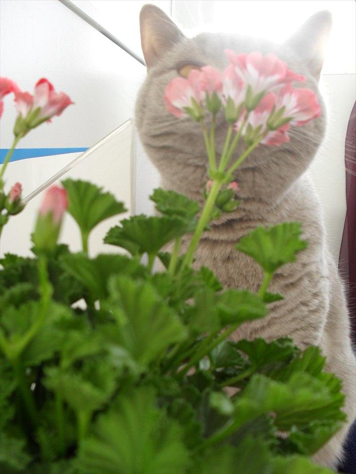 British Shorthair Wilfrida billede 5