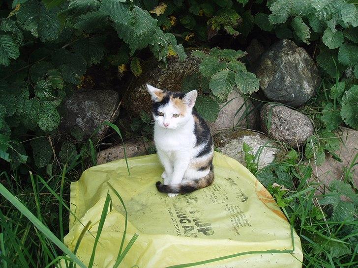 Huskat Bullerfniz R.I.P. - killing billede 17