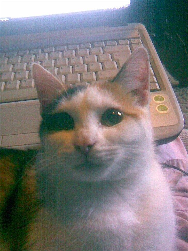 Huskat Bullerfniz R.I.P. billede 18