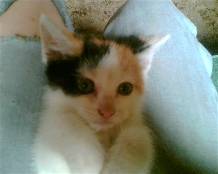 Huskat Bullerfniz R.I.P. billede 19