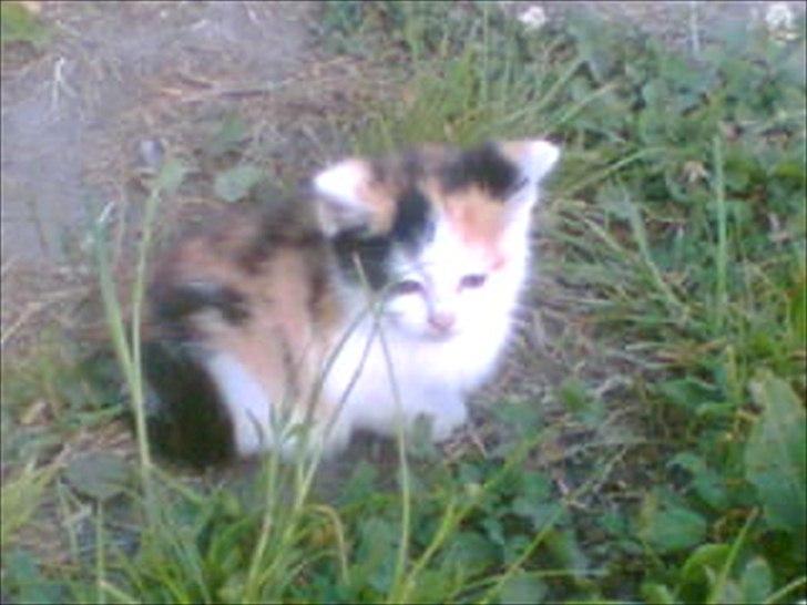 Huskat Bullerfniz R.I.P. - helt lille kiling :D inden hun blev tam (hun mistede sin mor som meget ung)  billede 20