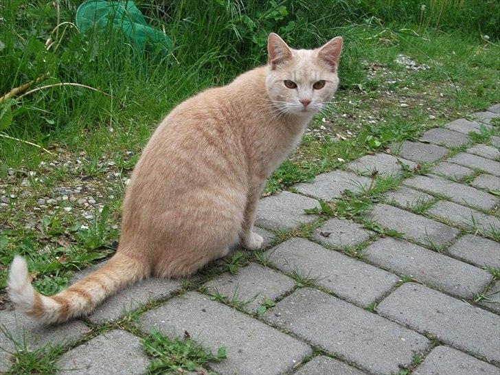 Huskat Solstrejf  (R.I.P) - Holder øje med dig du!  billede 13