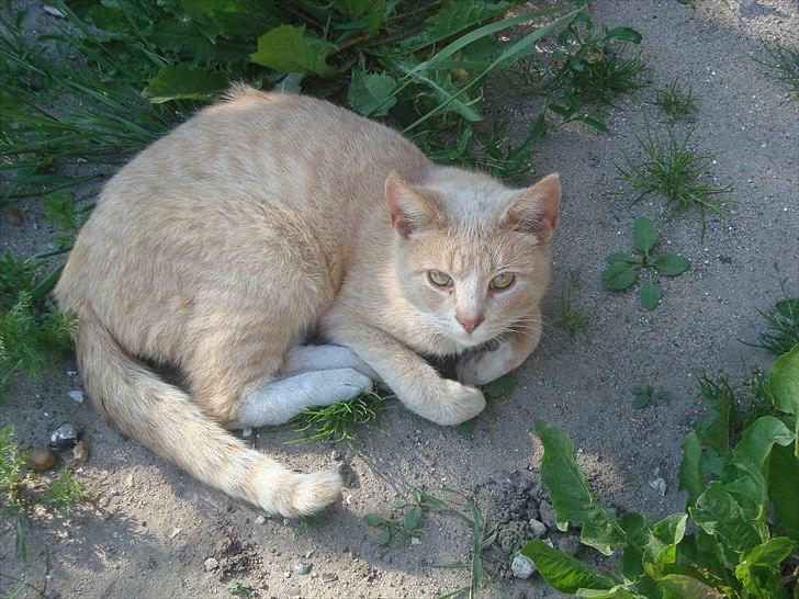 Huskat Putte R.I.P.  billede 2