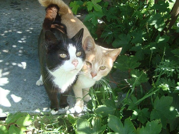 Huskat Putte R.I.P.  - Putte og Orla billede 9