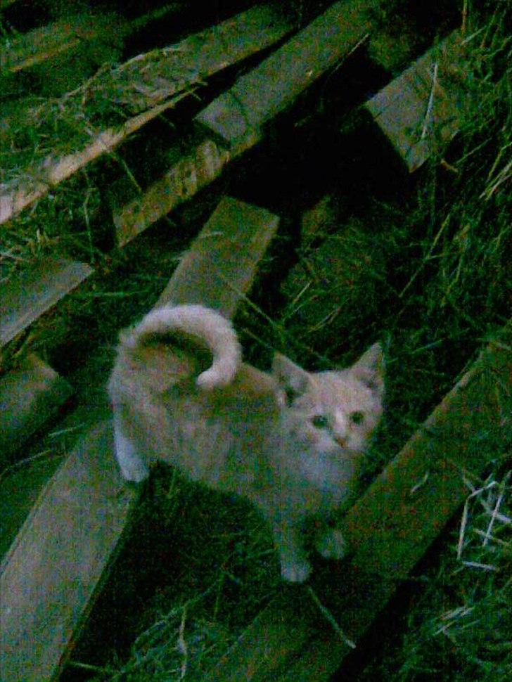 Huskat Putte R.I.P.  - som killing billede 13