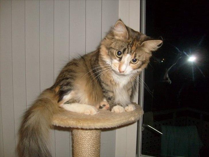 Maine Coon Luna - 2 år gammel. Hun nød udsigten fra altane billede 2