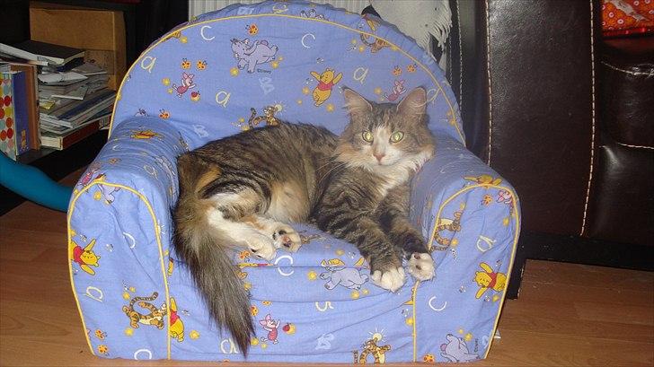 Maine Coon Luna - Vil ikke forstyrres! billede 3