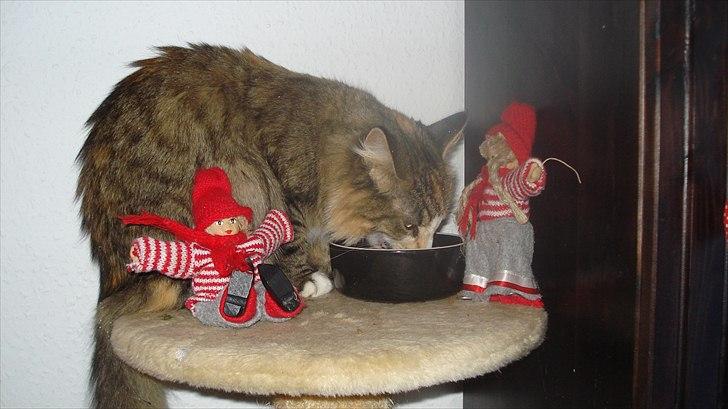 Maine Coon Luna - Glædelig jul... Luna hygger med nisserne... billede 4