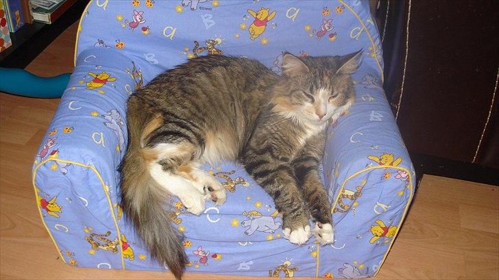 Maine Coon Luna - Luna tror, stolen er hendes ;-) billede 5
