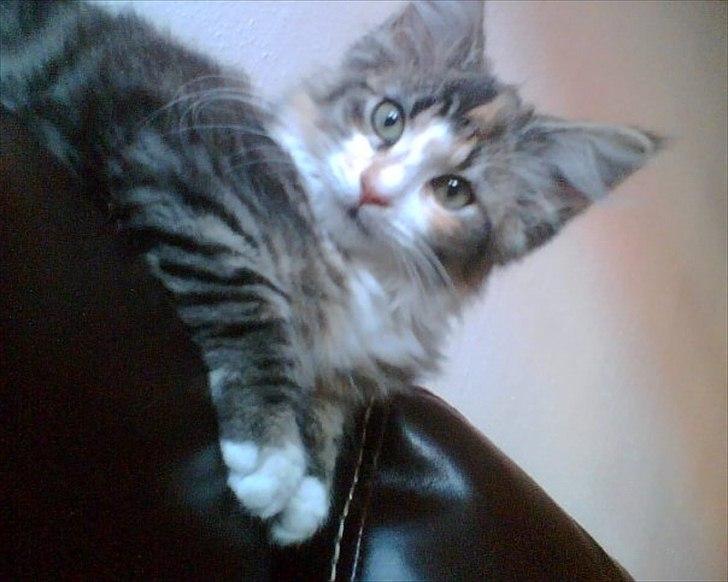 Maine Coon Luna - En rigtig smuk lille modelkat. ½ år gammel. billede 1