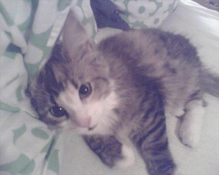 Maine Coon Luna - En lille baby.. 16 uger. billede 6