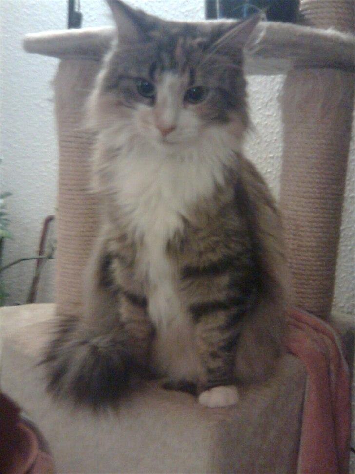 Maine Coon Luna - "Er jeg ikke bare skøn?" billede 7