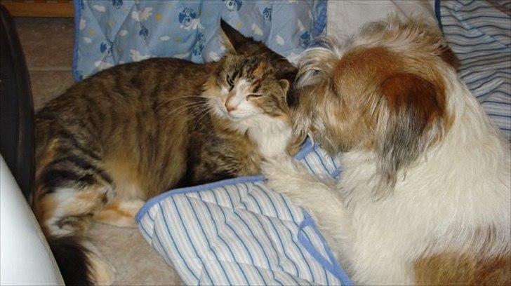 Maine Coon Luna - Mmm... Nyder at blive vasket i øret! billede 8