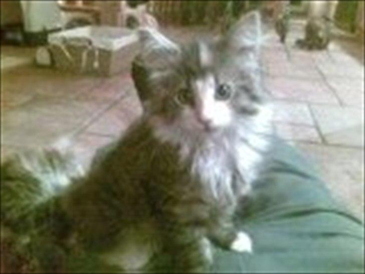 Maine Coon Luna - Luna 14 uger. Sendt til mig, dagen før jeg hentede hende i Farsø. billede 9