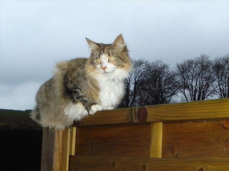 Maine Coon Luna - "heroppefra kan jeg rigtig holde vagt!" billede 10