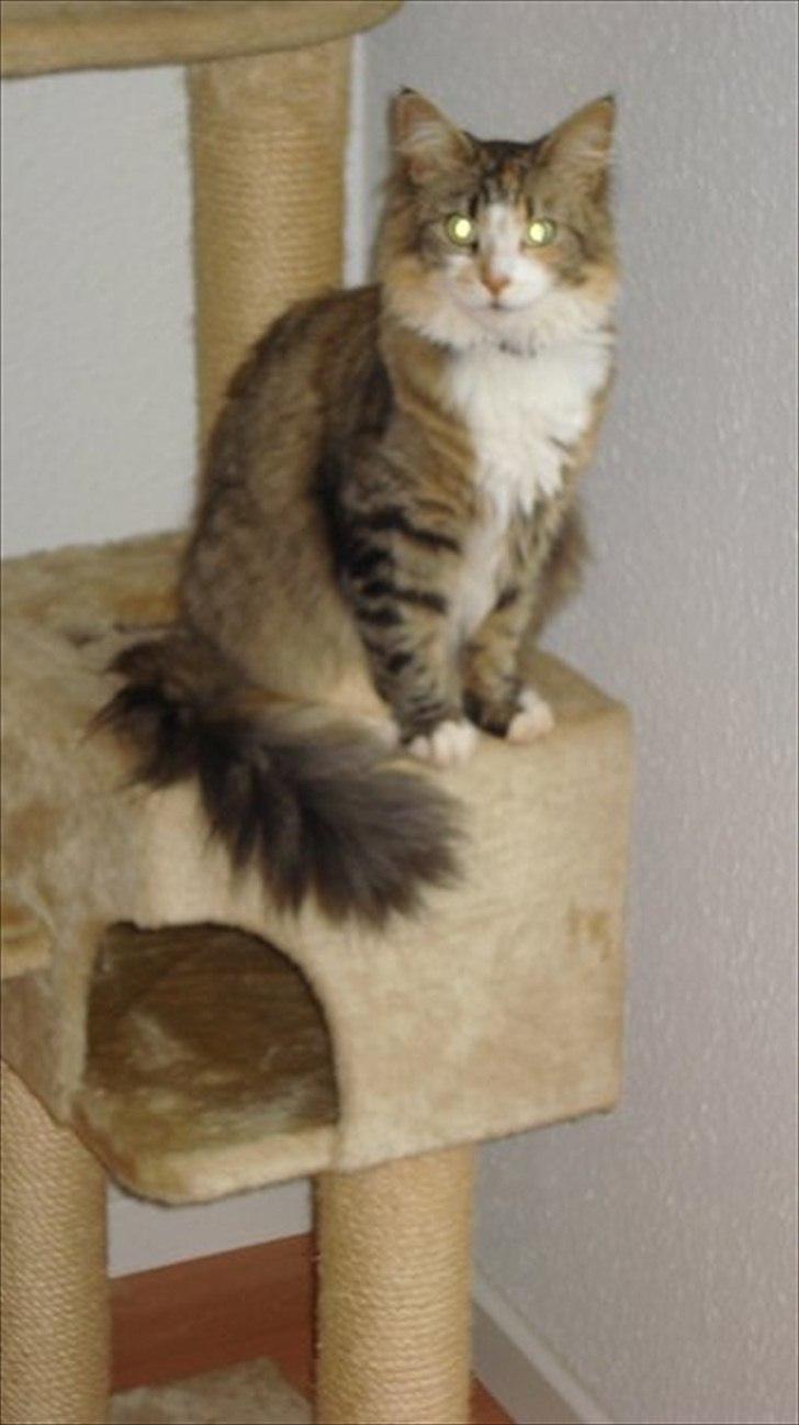 Maine Coon Luna - Luna elsker sit klatrestativ meget højt! billede 12