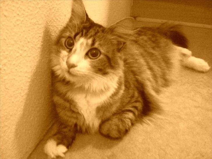 Maine Coon Luna - SMUKT! billede 13