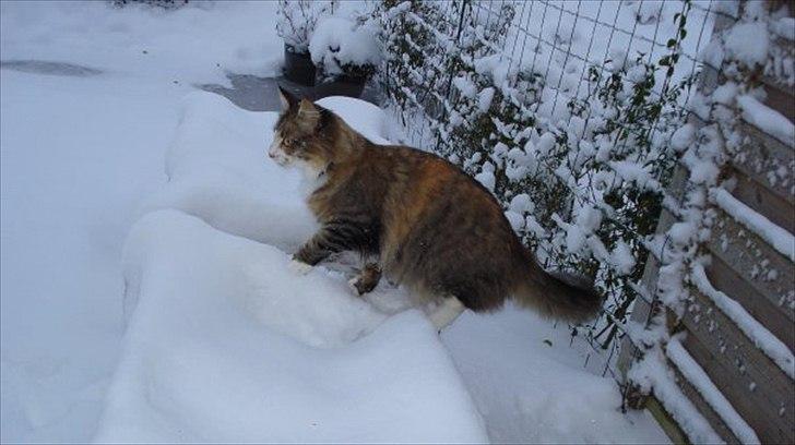 Maine Coon Luna - "uhh, den sne er kold for mine fine små poter" billede 14