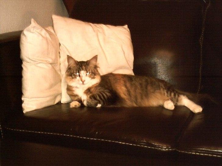 Maine Coon Luna - Meget lysende øjne, på en meget afslappet kat. billede 15